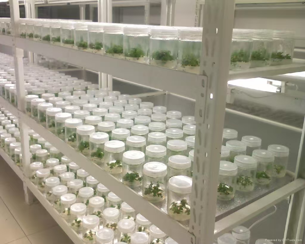 新华组培实验室应该如何布局